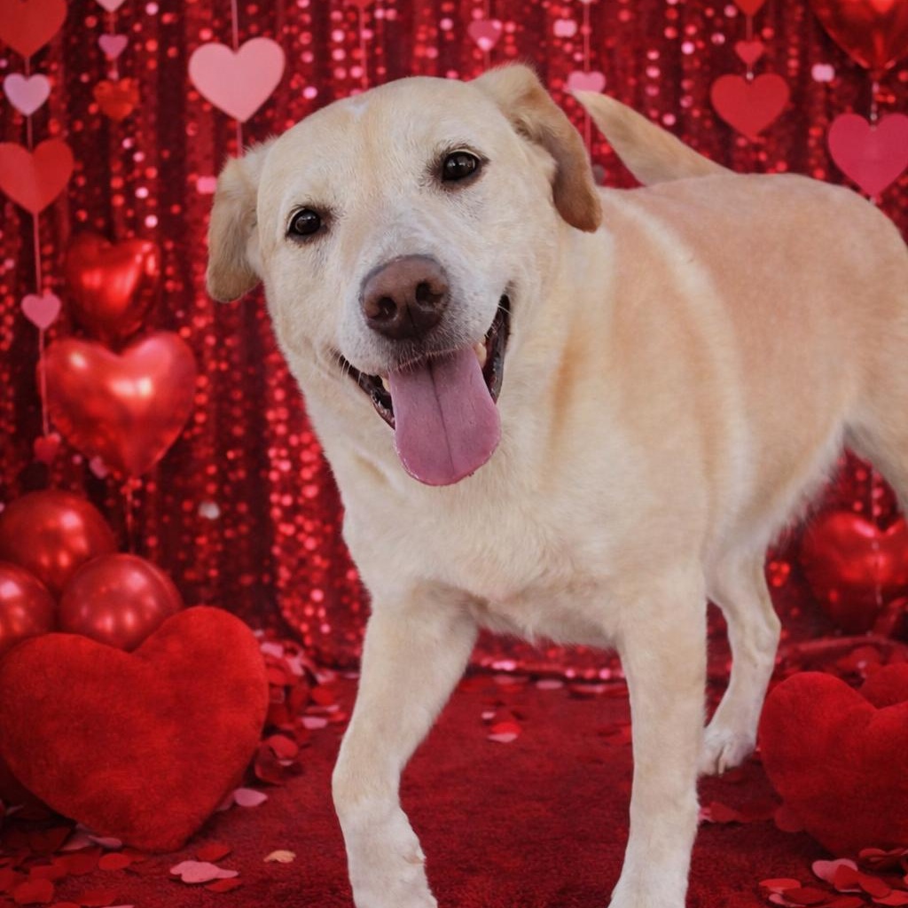 Pearl — thumbnail 2