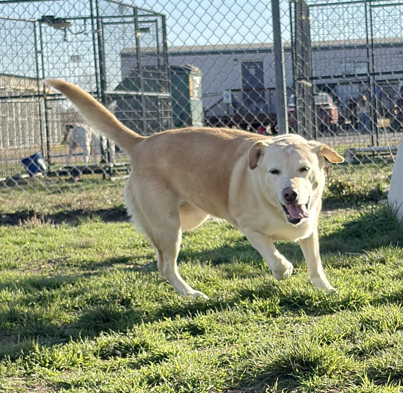 Pearl — thumbnail 5