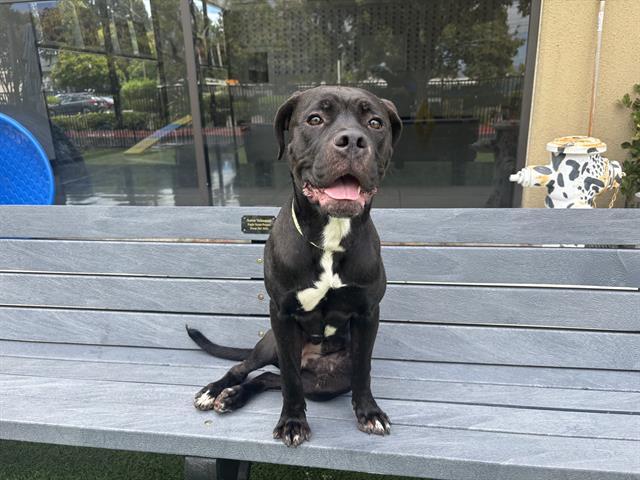 GINNY, Adoptable, Adult Female Boxer & Pit Bull Terrier.