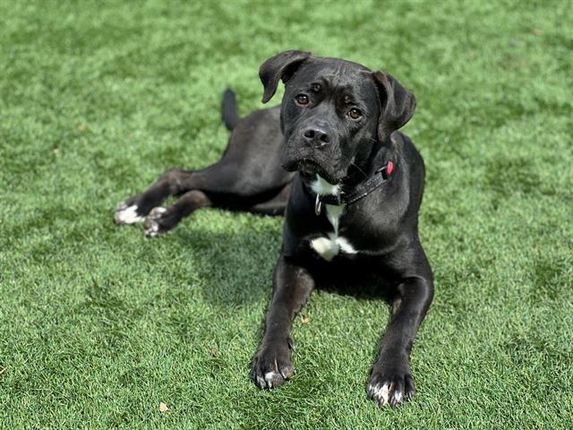 GINNY, Adoptable, Adult Female Boxer & Pit Bull Terrier.