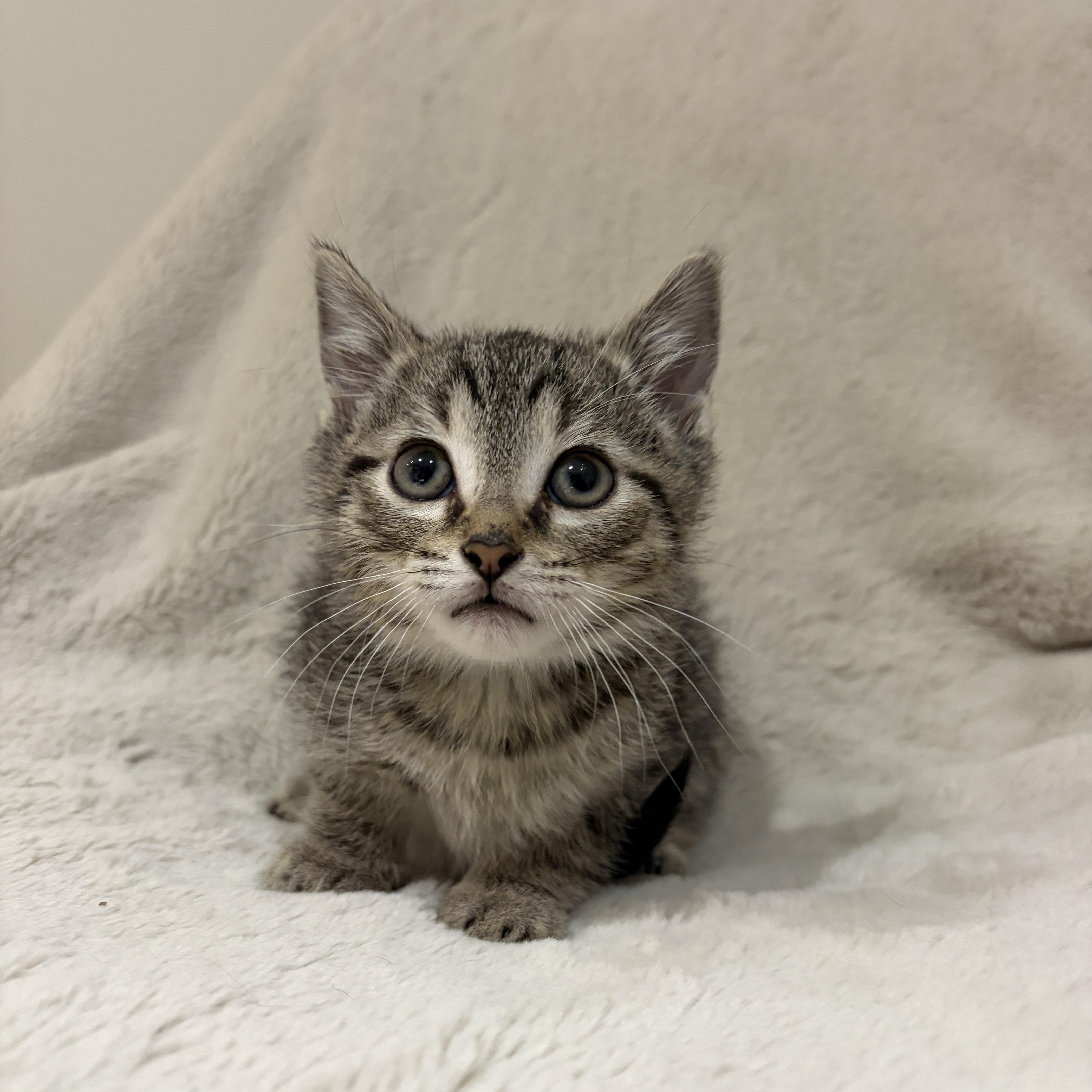 Bud, ADOPTABLE, Kitten Male Tabby.