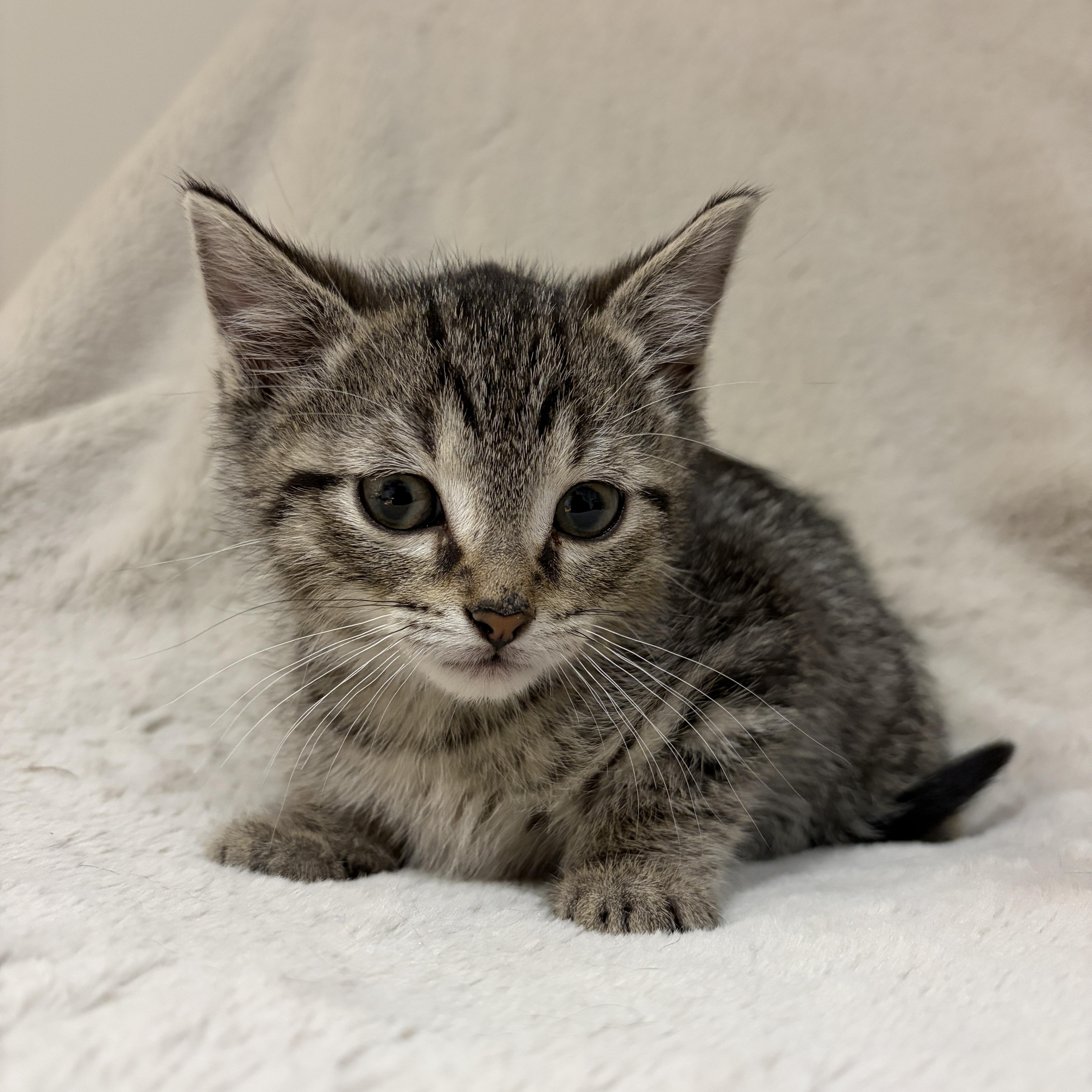 Enlarge Bud, a ADOPTABLE Tabby in Wadsworth, IL image 4/5