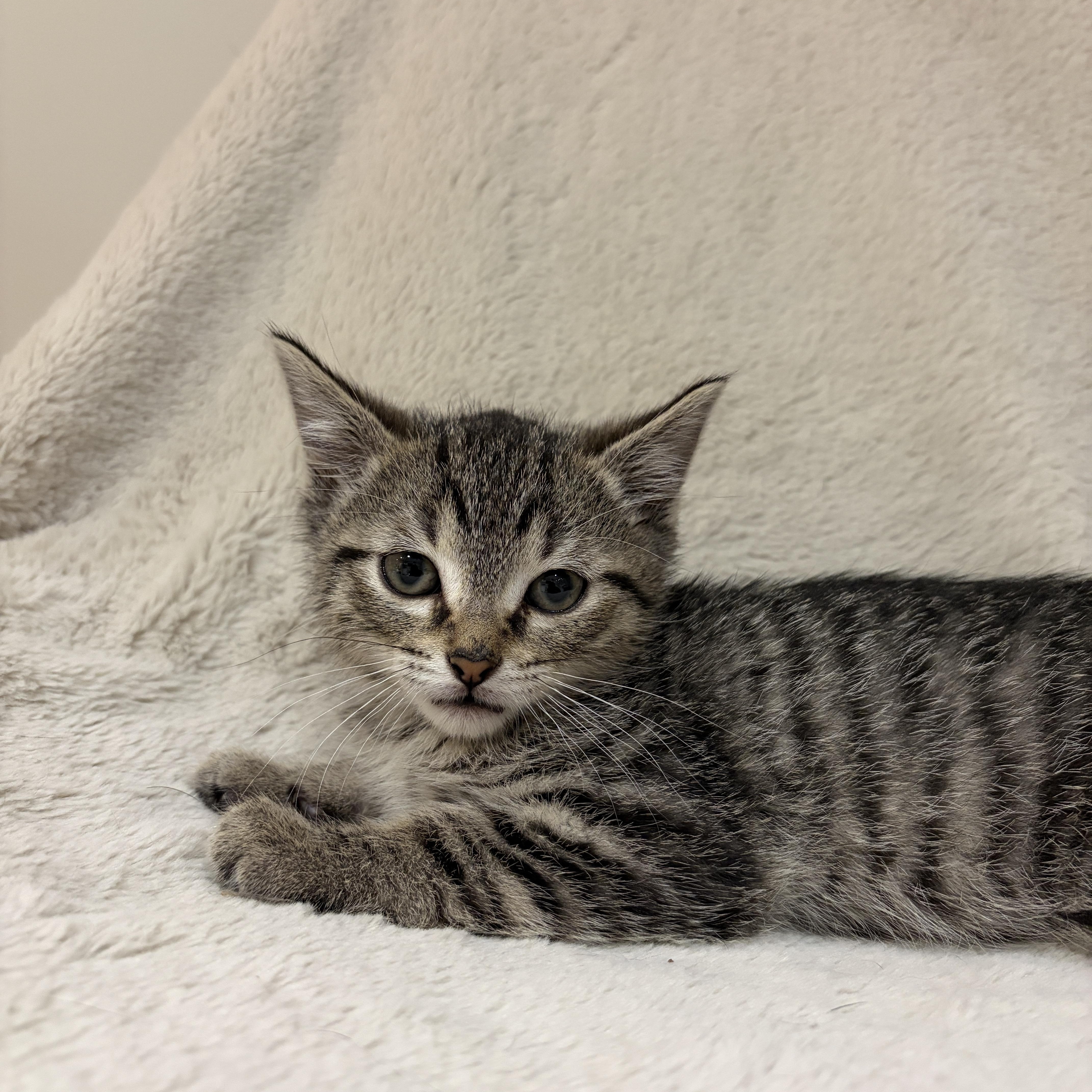 Enlarge Bud, a ADOPTABLE Tabby in Wadsworth, IL image 2/5