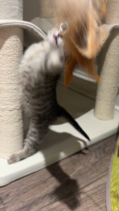 Enlarge Bud, a ADOPTABLE Tabby in Wadsworth, IL video 5/5