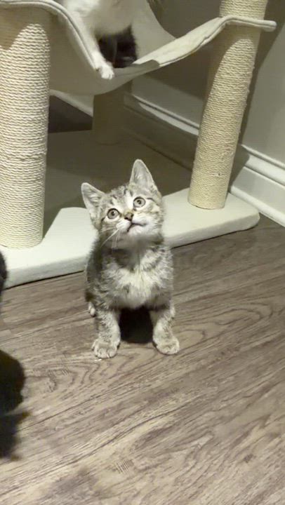 Enlarge Bud, a ADOPTABLE Tabby in Wadsworth, IL video 3/5