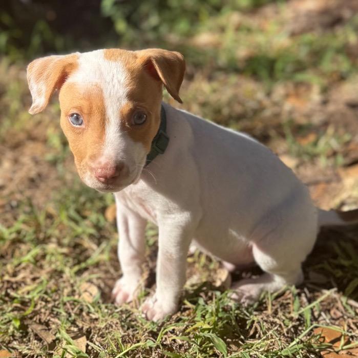 Enlarge John Denver, a Adoptable mixed breed in San Antonio, TX image 2/6