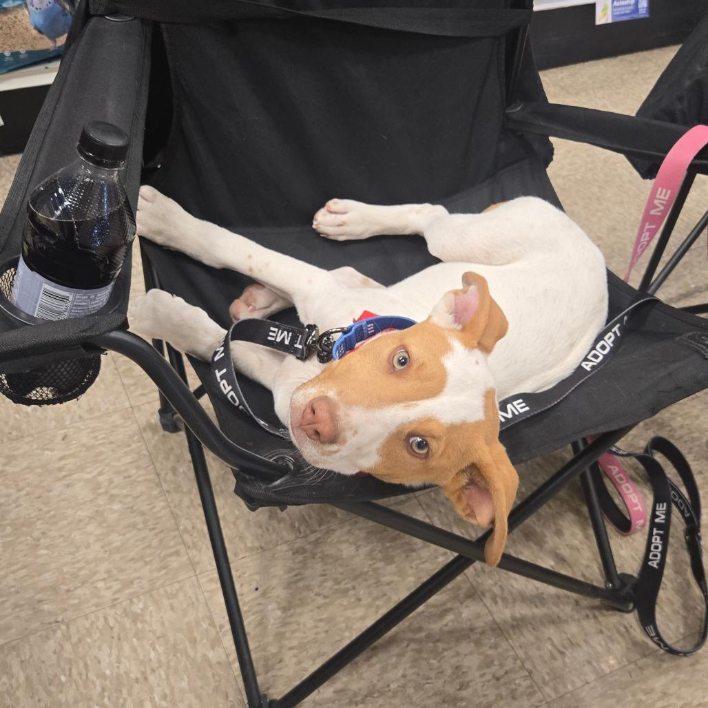 John Denver, Adoptable, Puppy Male Foxhound & Hound.