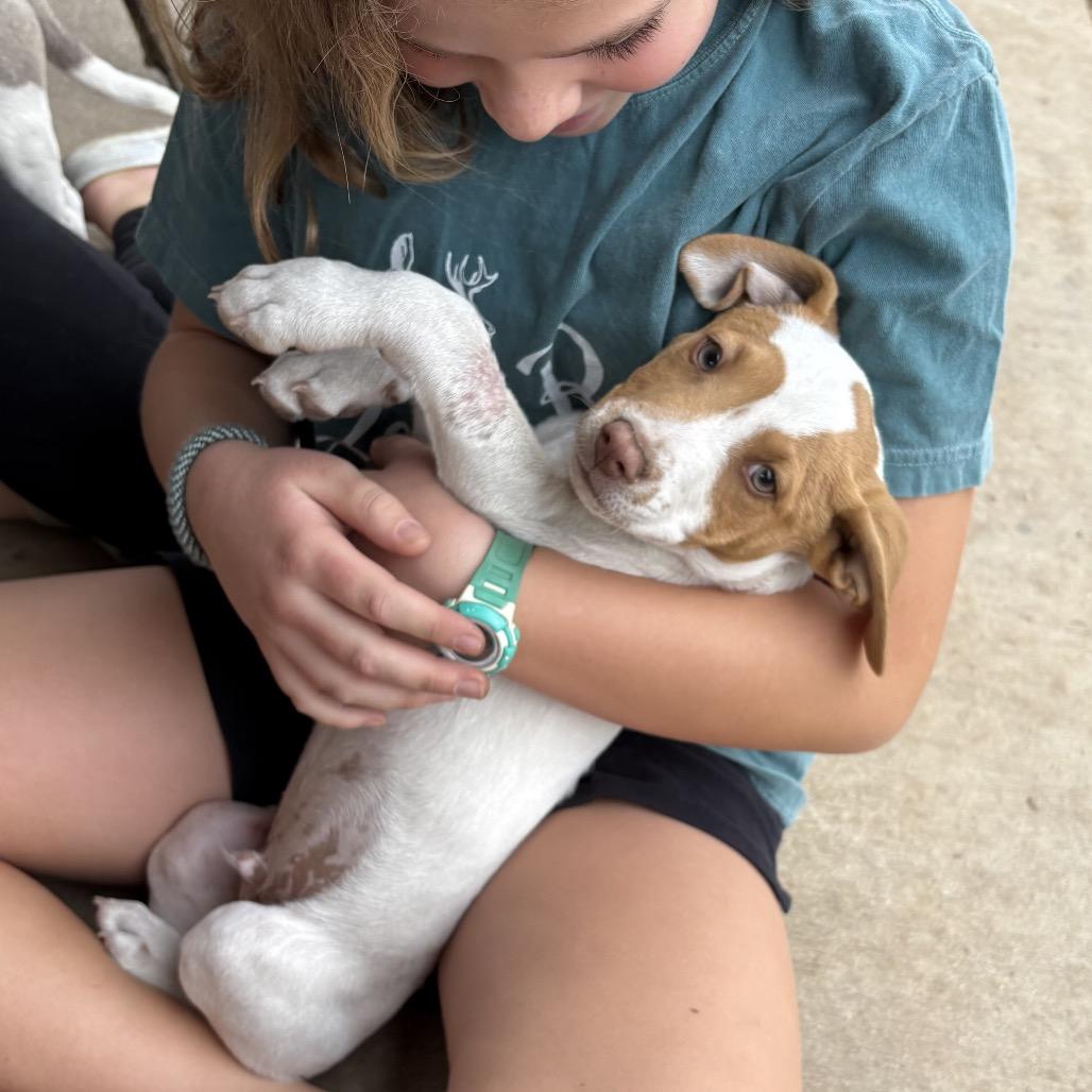 Enlarge John Denver, a Adoptable mixed breed in San Antonio, TX image 2/6