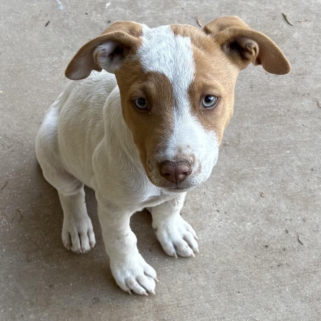 Enlarge John Denver, a Adoptable mixed breed in San Antonio, TX image 3/6