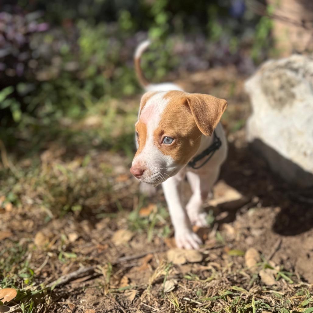 Enlarge John Denver, a Adoptable mixed breed in San Antonio, TX image 3/6