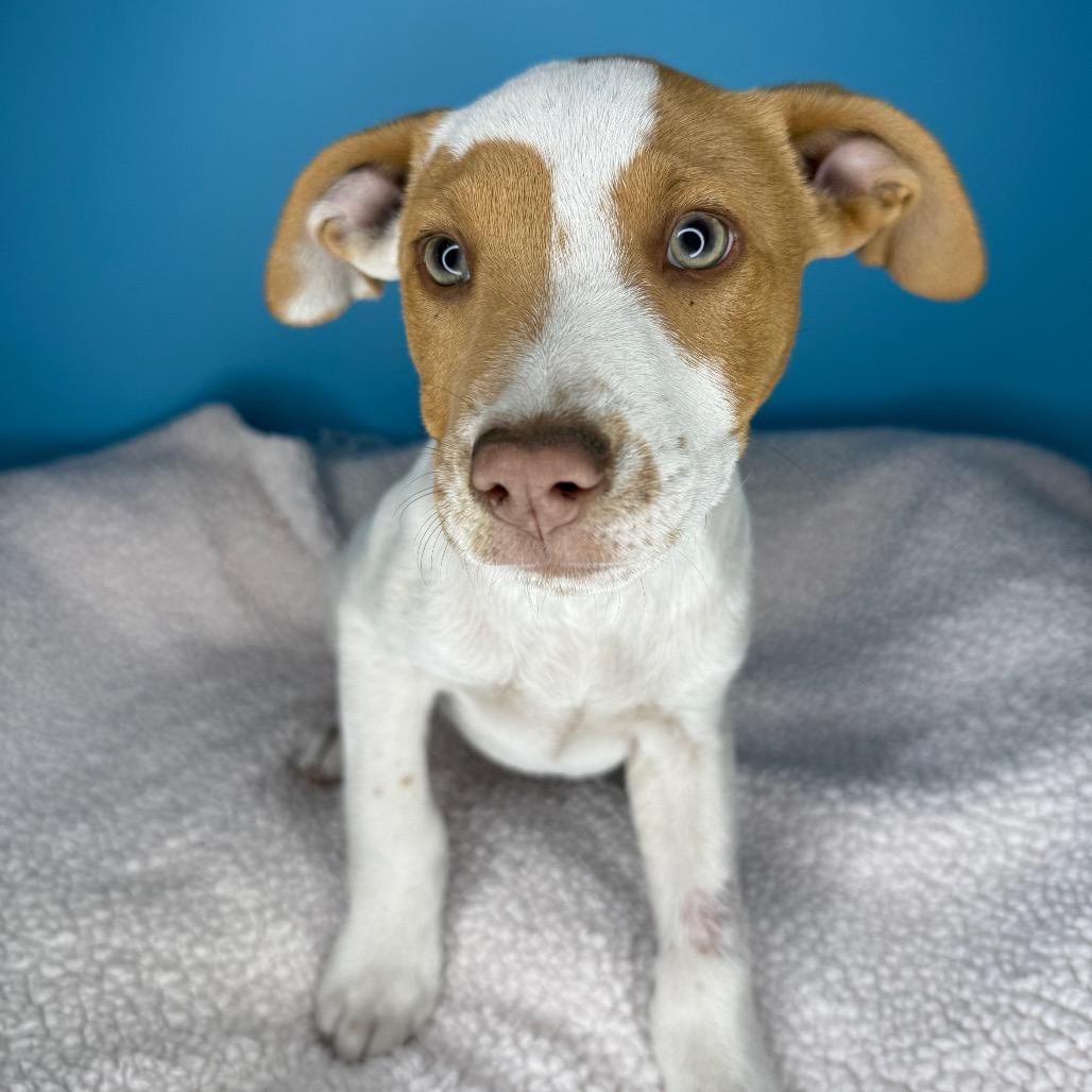 Enlarge John Denver, a Adoptable mixed breed in San Antonio, TX image 4/6