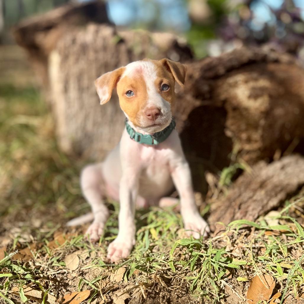 Enlarge John Denver, a Adoptable mixed breed in San Antonio, TX image 4/6