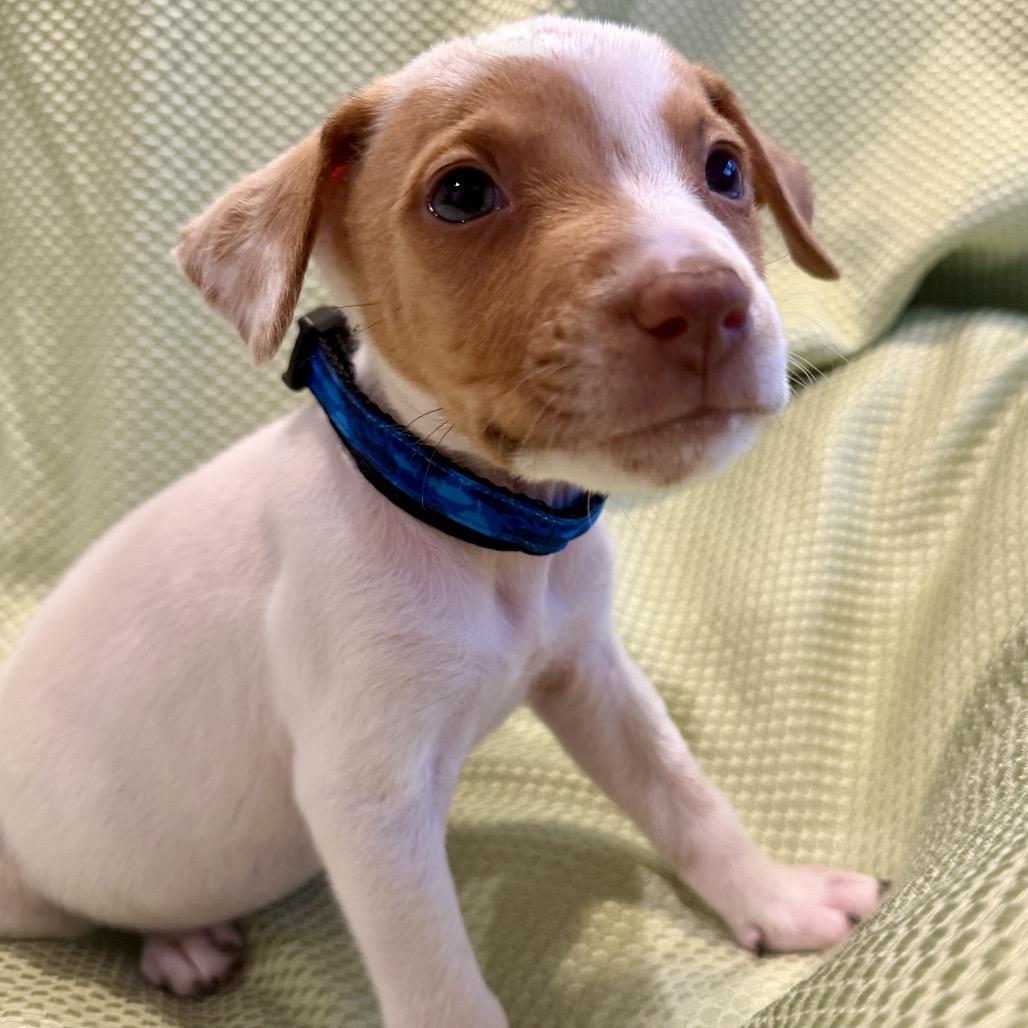 Enlarge John Denver, a Adoptable mixed breed in San Antonio, TX image 5/6