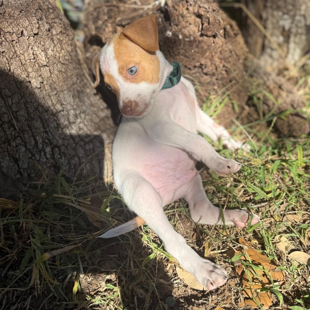 Enlarge John Denver, a Adoptable mixed breed in San Antonio, TX image 6/6