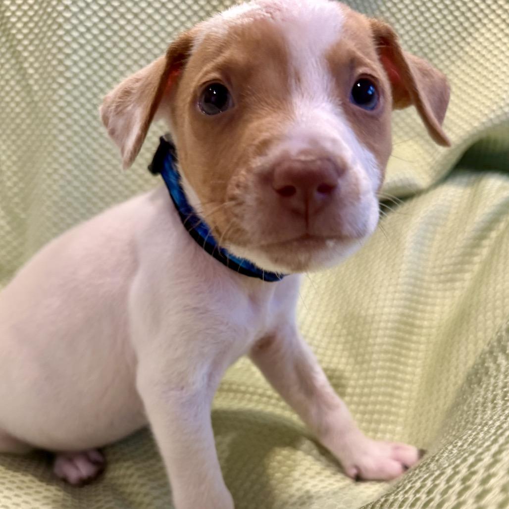 Enlarge John Denver, a Adoptable mixed breed in San Antonio, TX image 6/6