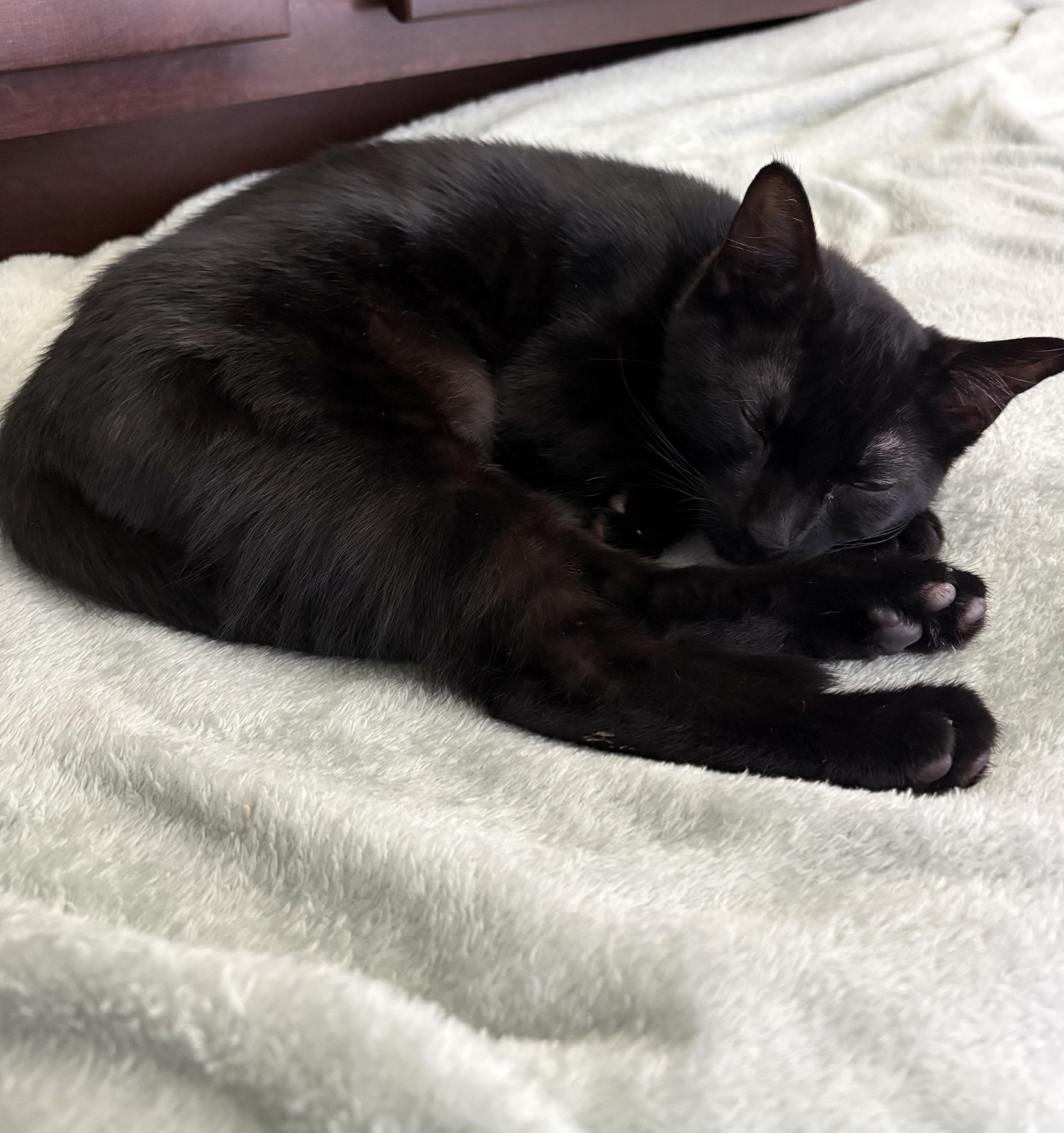 Enlarge Celtic, a Adopted Domestic Short Hair in Orlando, FL image 5/5