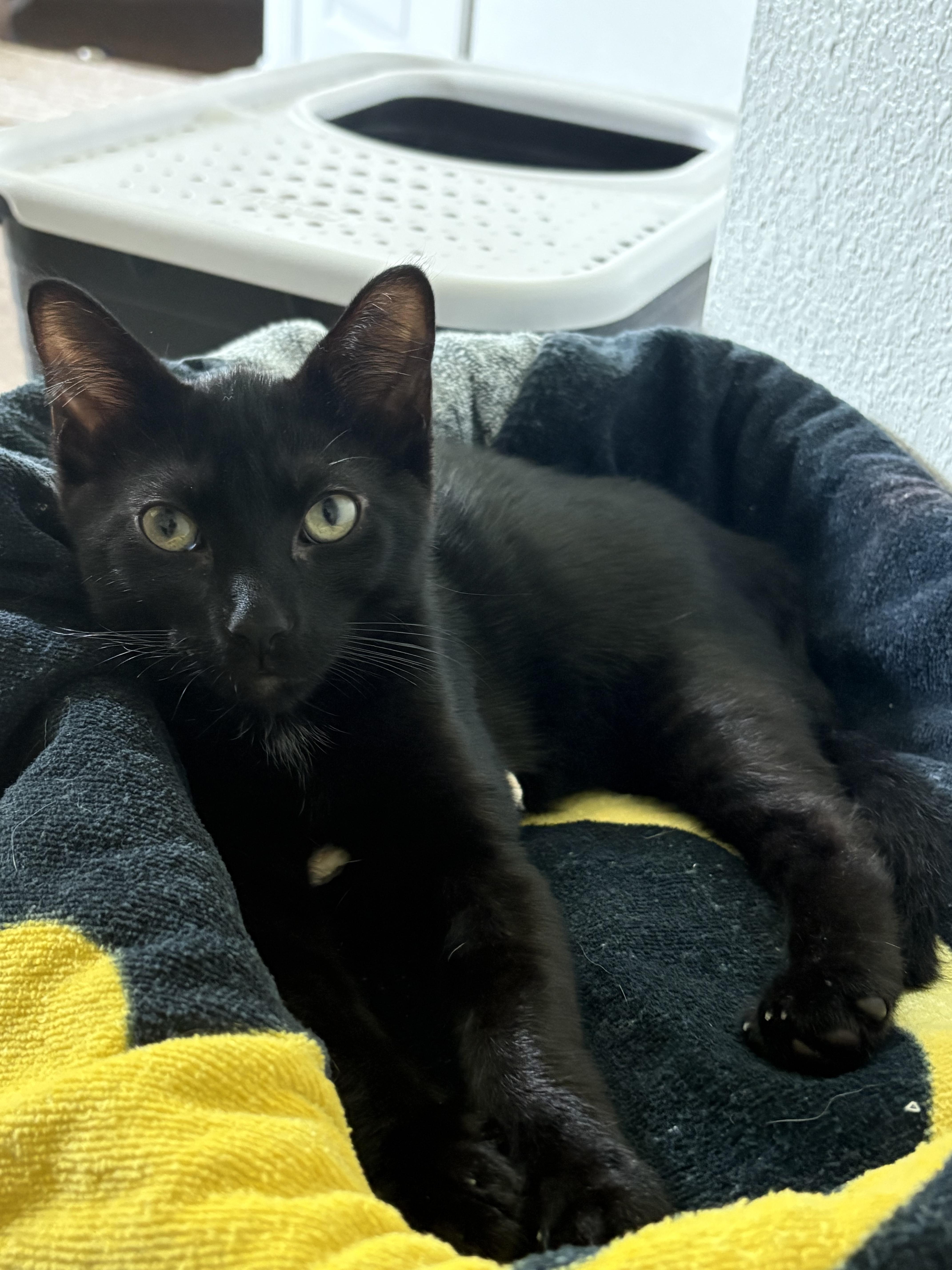 Enlarge Celtic, a Adopted Domestic Short Hair in Orlando, FL image 4/5