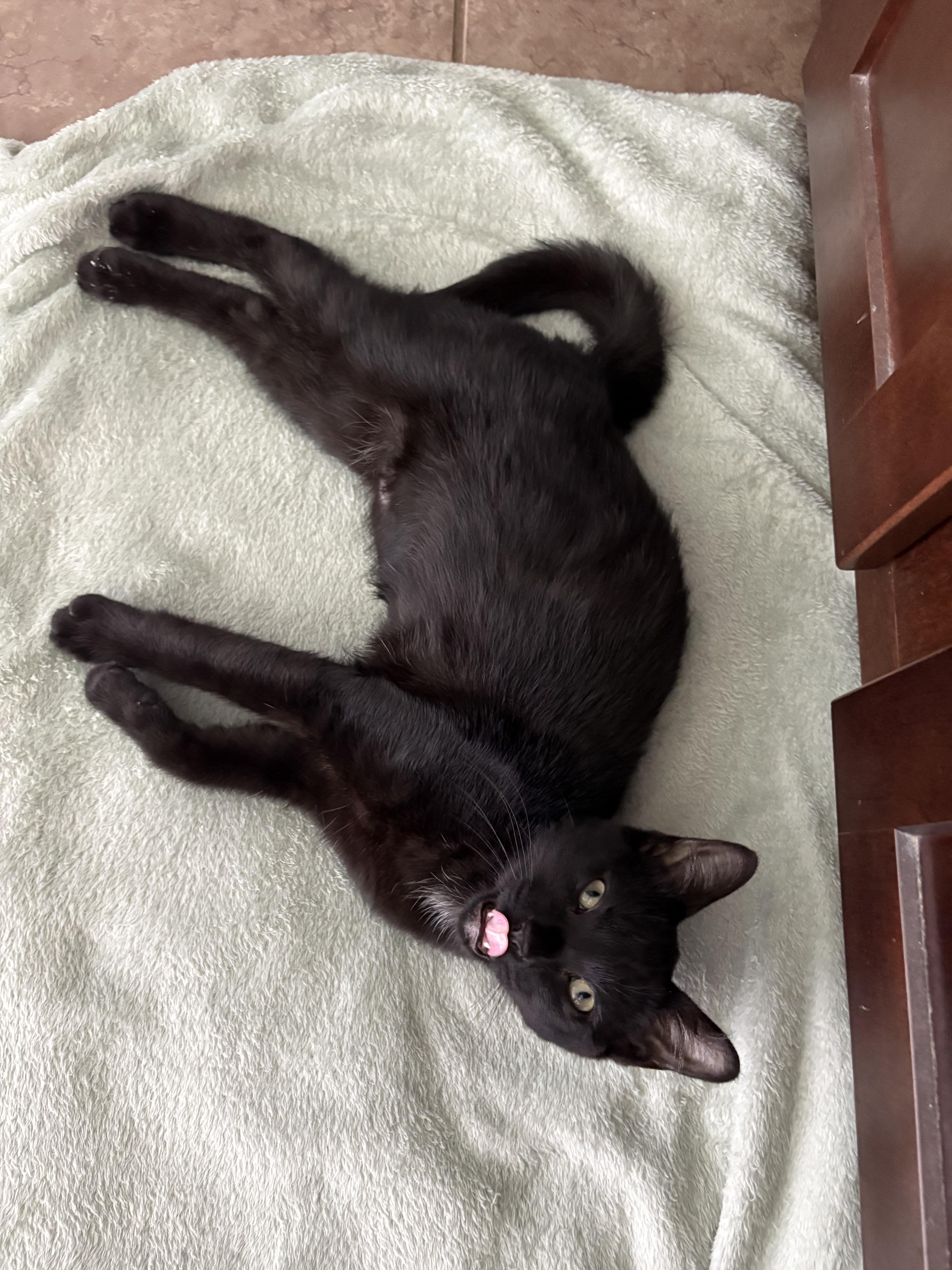 Celtic, Adopted, Kitten Male Domestic Short Hair.