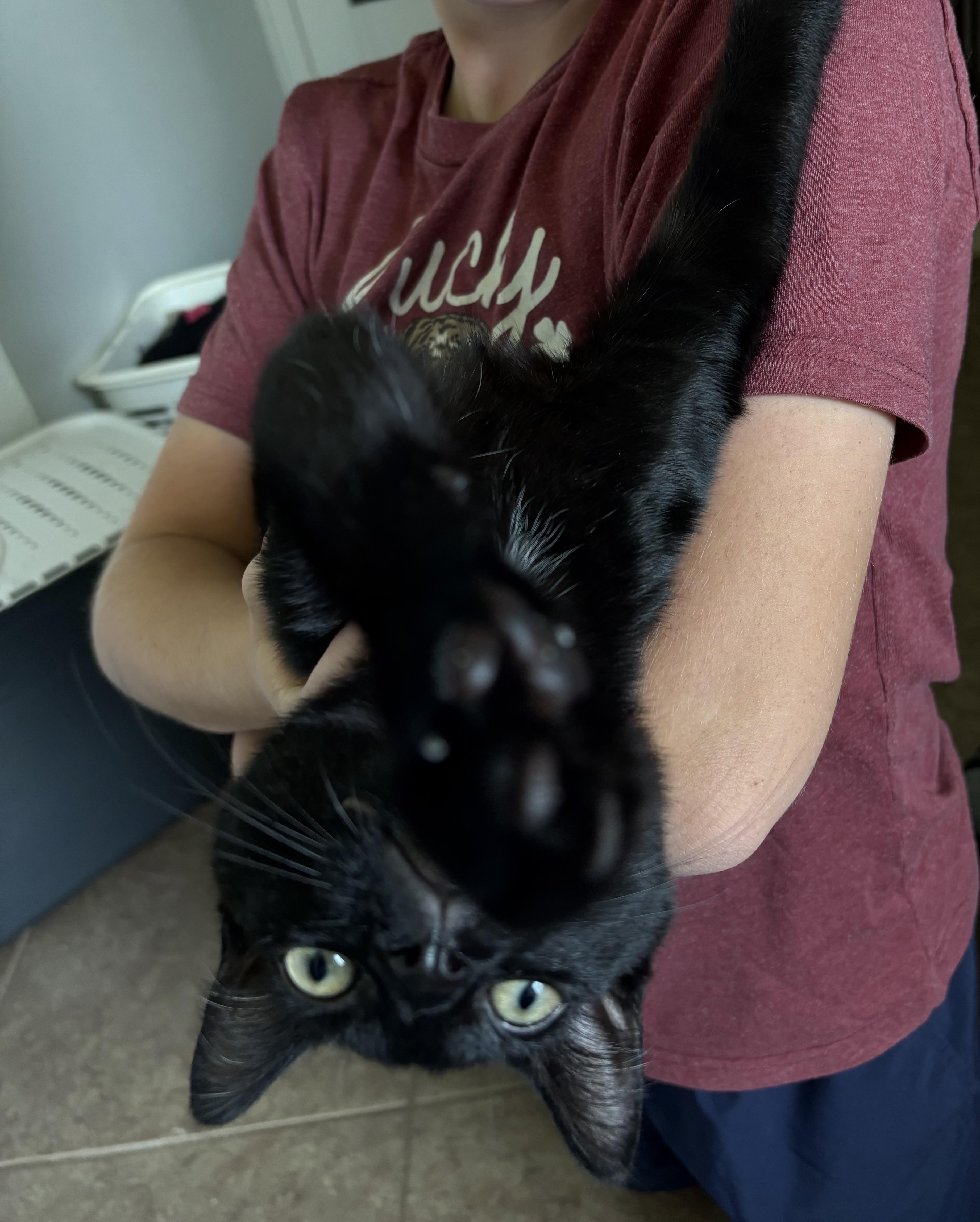 Enlarge Celtic, a Adopted Domestic Short Hair in Orlando, FL image 3/5