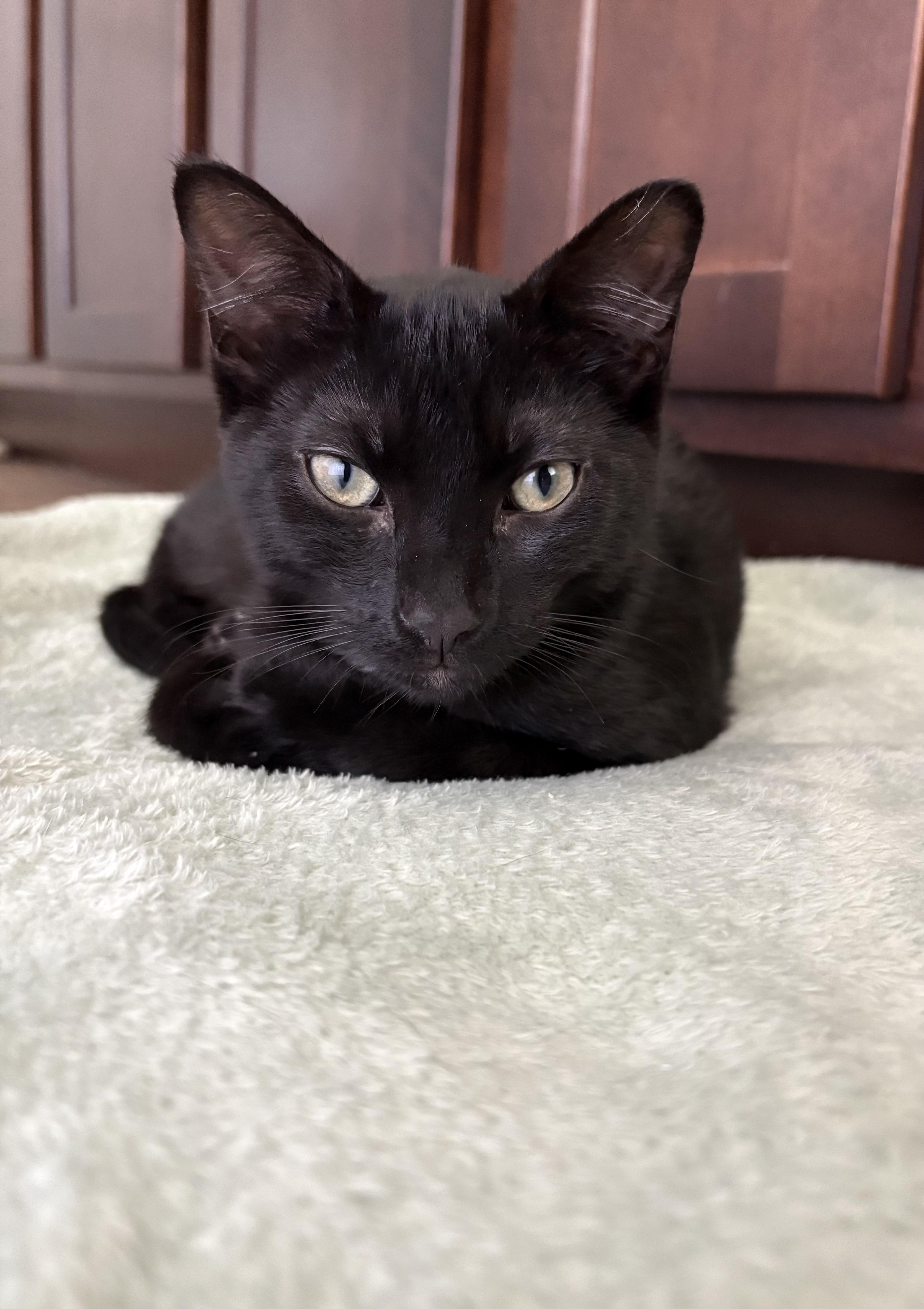 Enlarge Celtic, a Adopted Domestic Short Hair in Orlando, FL image 2/5