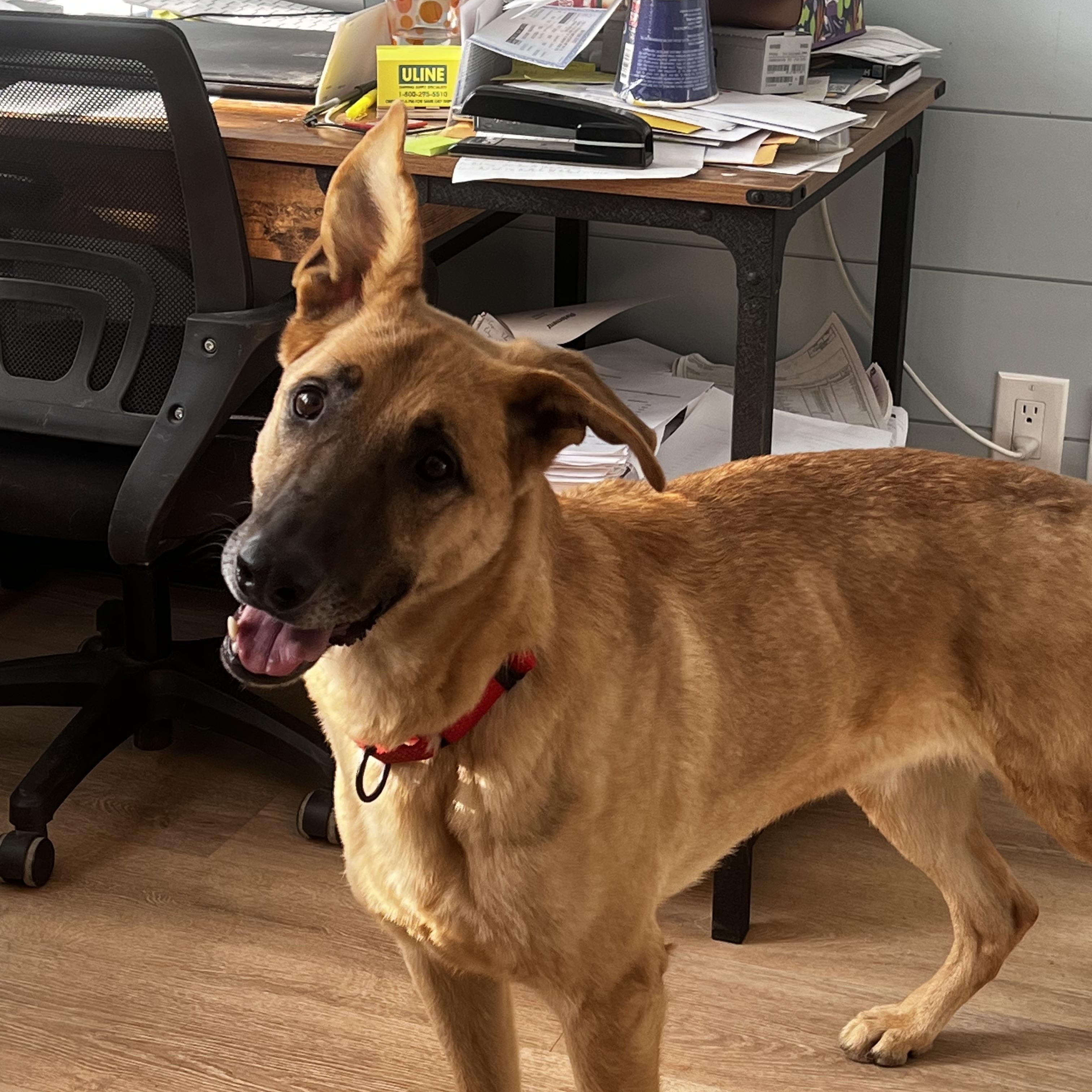 Kobe, a ADOPTABLE mixed breed in Danbury, CT image 1/5