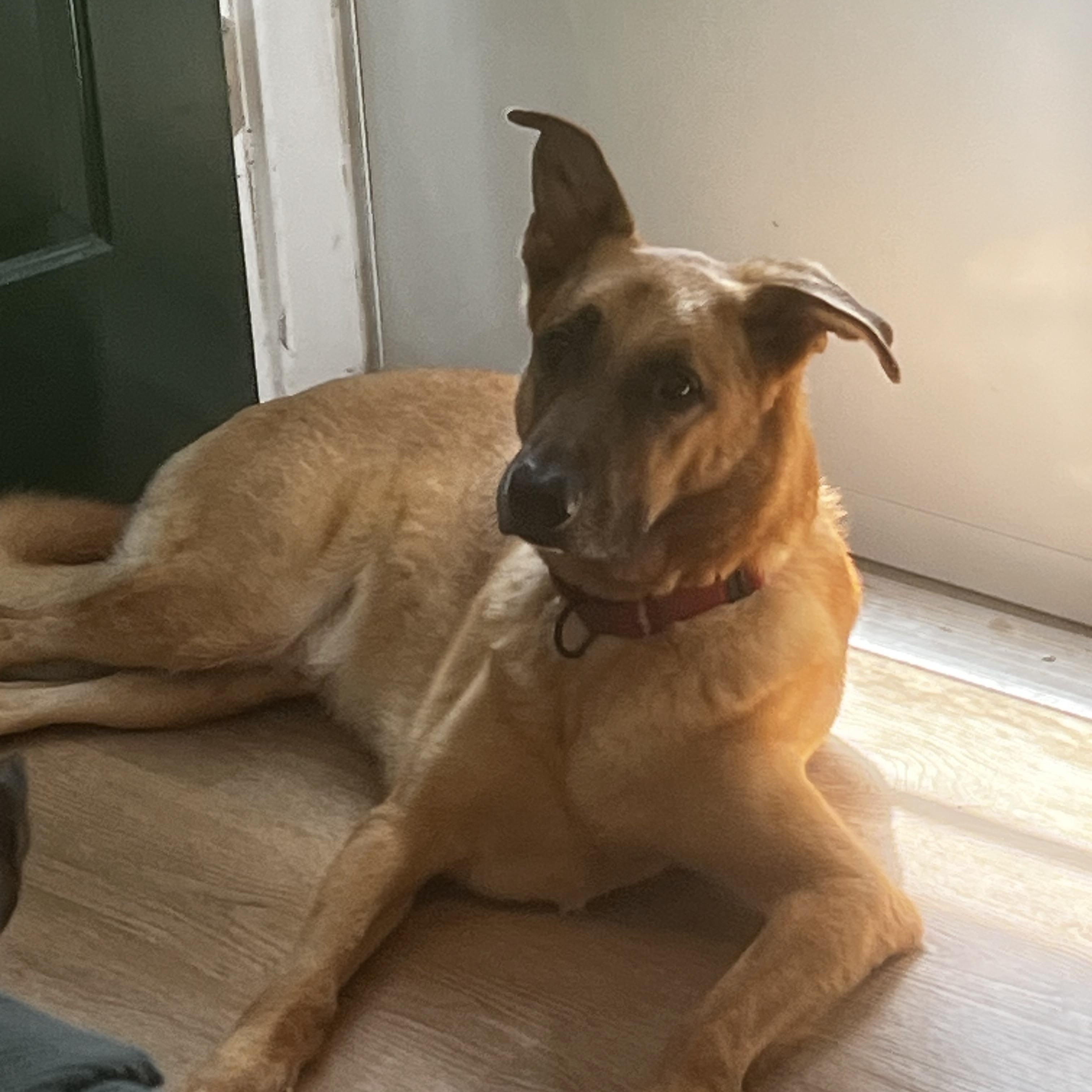 Kobe, ADOPTABLE, Adult Male Anatolian Shepherd.