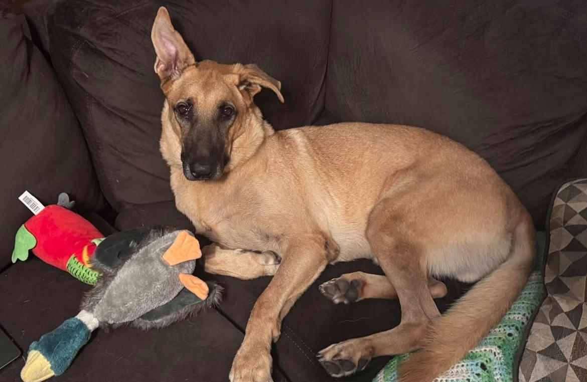 Kobe, a ADOPTABLE mixed breed in Danbury, CT image 2/5