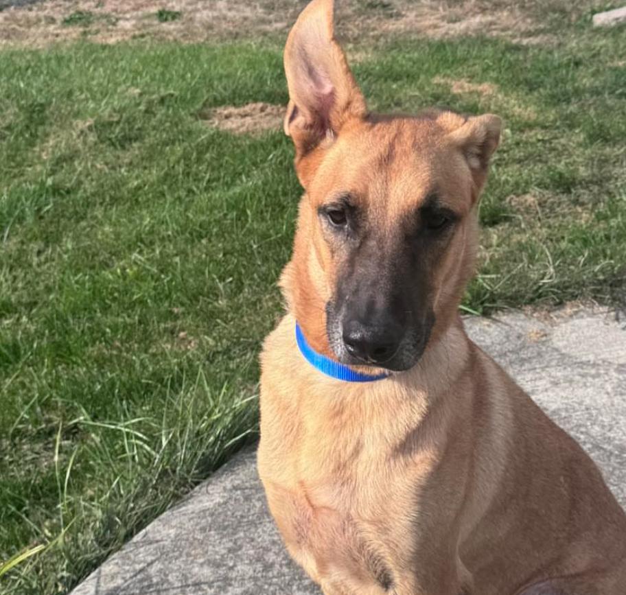 Kobe, a ADOPTABLE mixed breed in Danbury, CT image 3/5