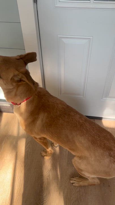 Enlarge Kobe, a ADOPTABLE mixed breed in Danbury, CT video 4/5