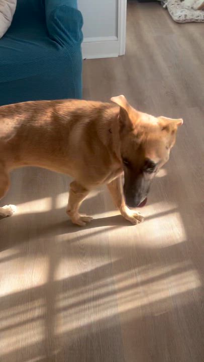 Enlarge Kobe, a ADOPTABLE mixed breed in Danbury, CT video 5/5