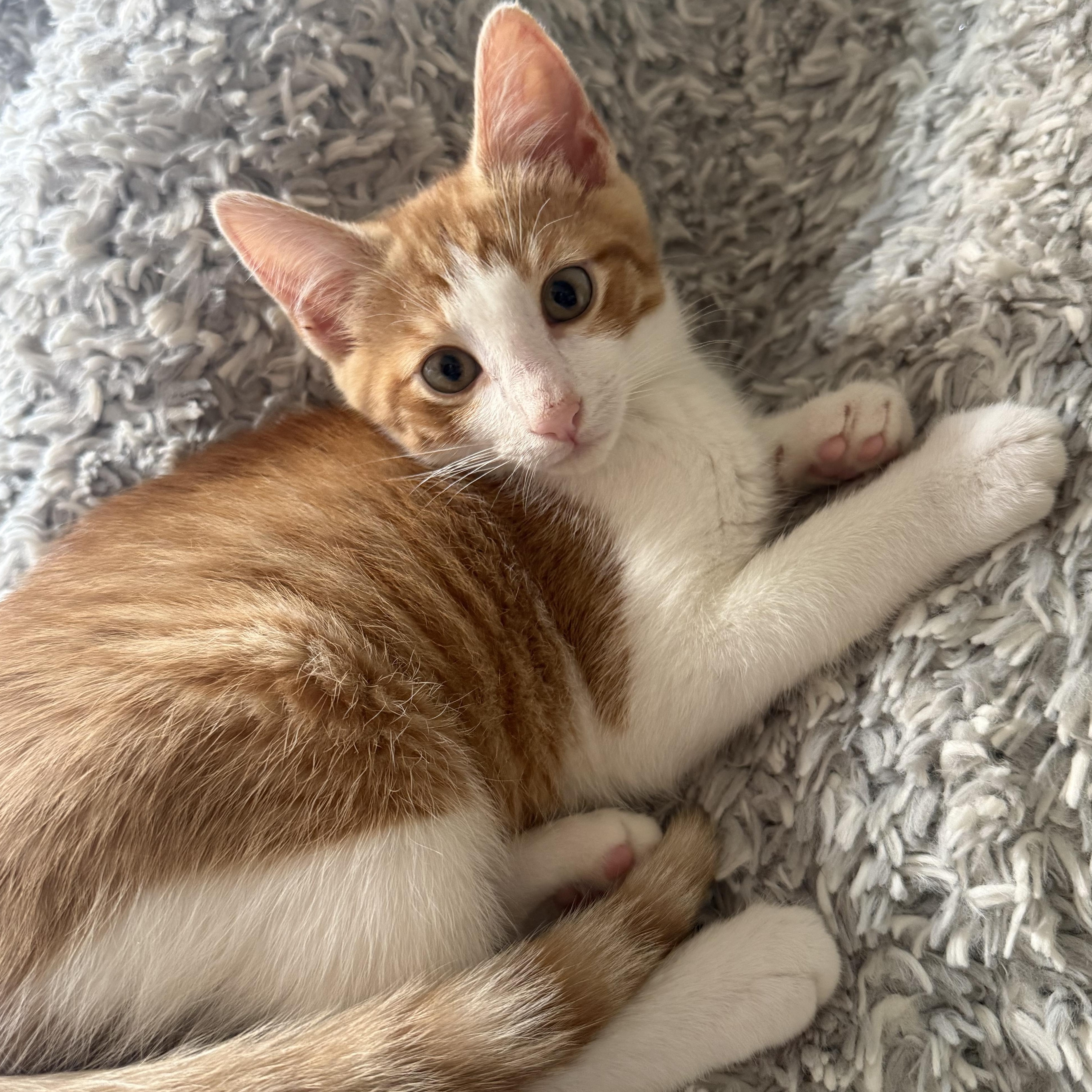 Enlarge Cornbread, a Adoptable mixed breed in Hyattsville, MD image 5/6