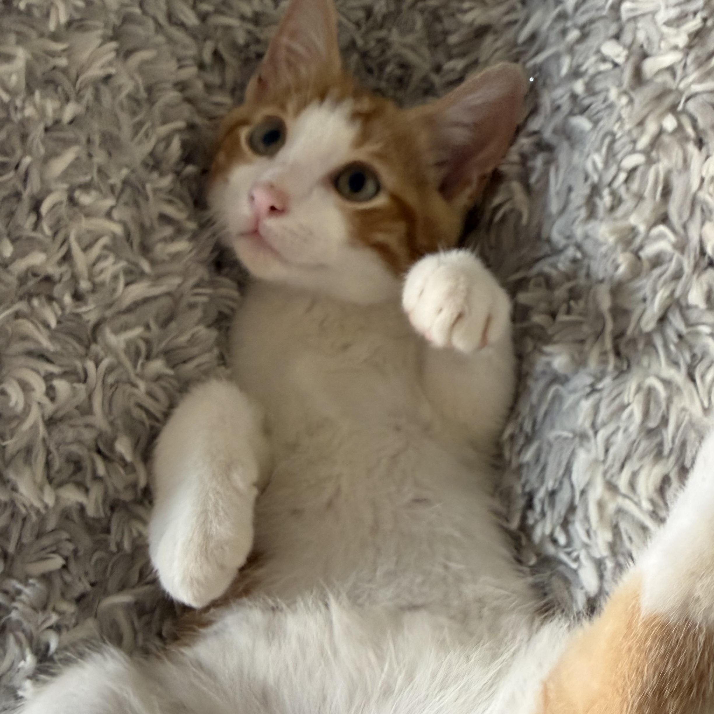 Cornbread, Adoptable, Kitten Male Tabby & Domestic Short Hair.