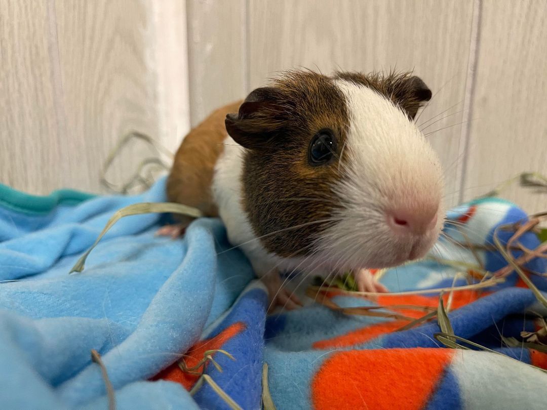Hazel, a Adoptable Guinea Pig in Troy, AL image 1/2