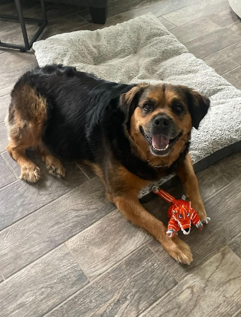 DOSHA — thumbnail 5