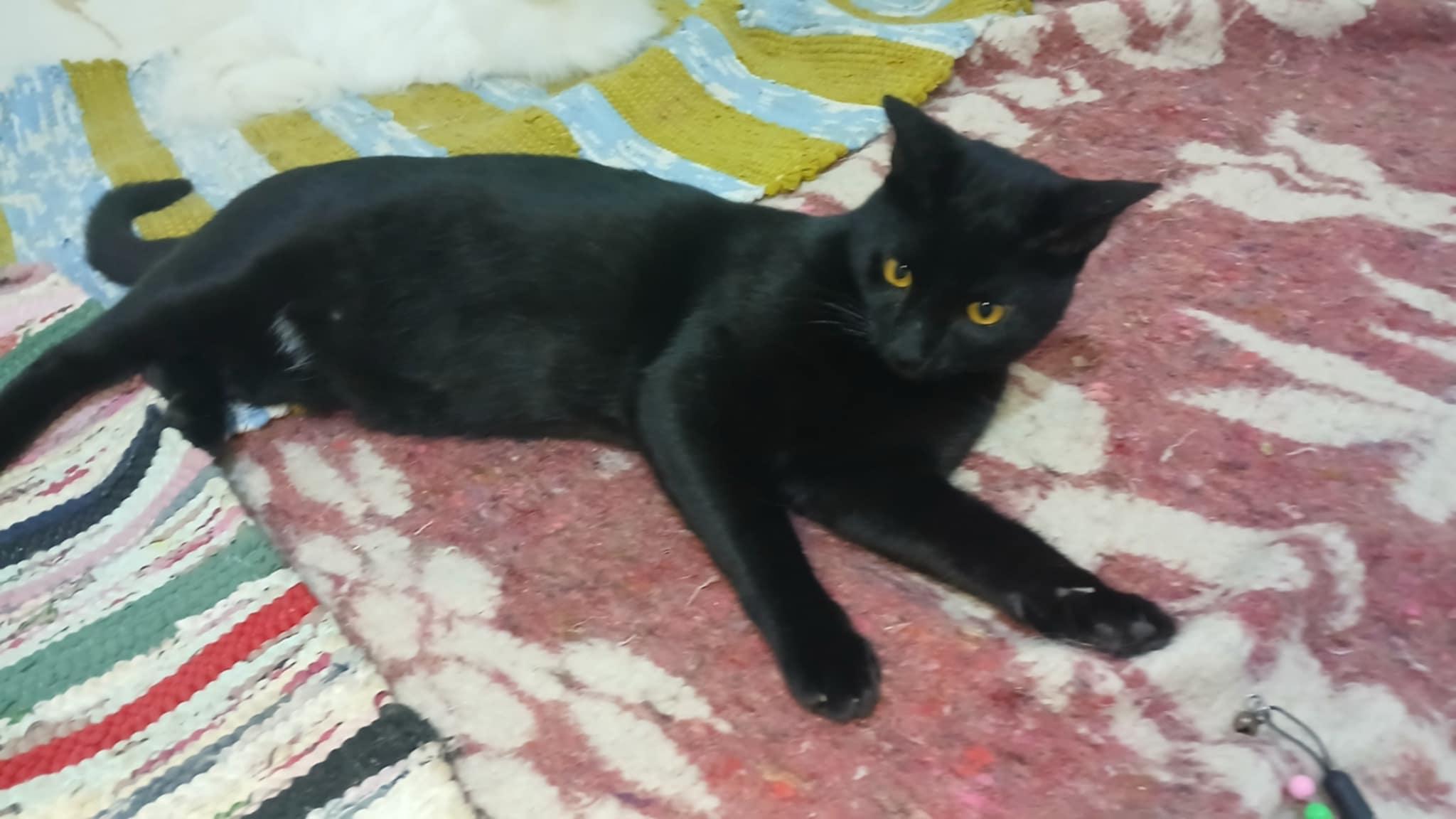 Enlarge Batman, a Adoptable Domestic Short Hair in Brampton, ON image 1/6