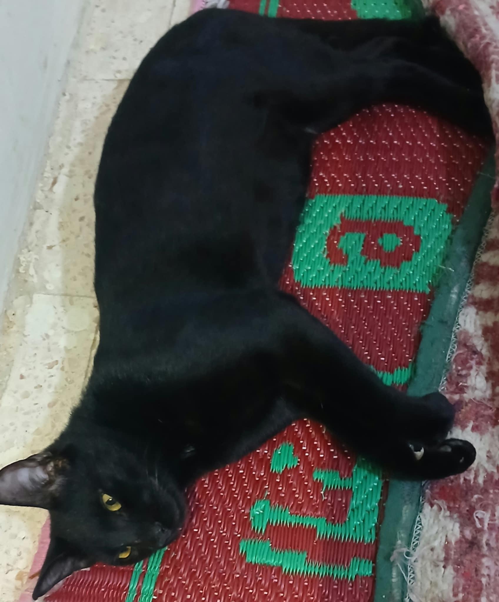 Enlarge Batman, a Adoptable Domestic Short Hair in Brampton, ON image 2/6