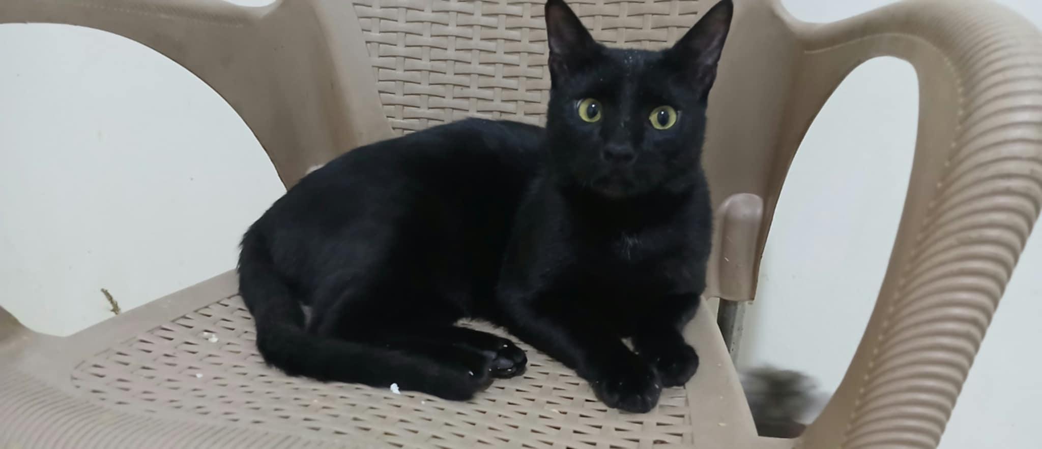 Enlarge Batman, a Adoptable Domestic Short Hair in Brampton, ON image 3/6