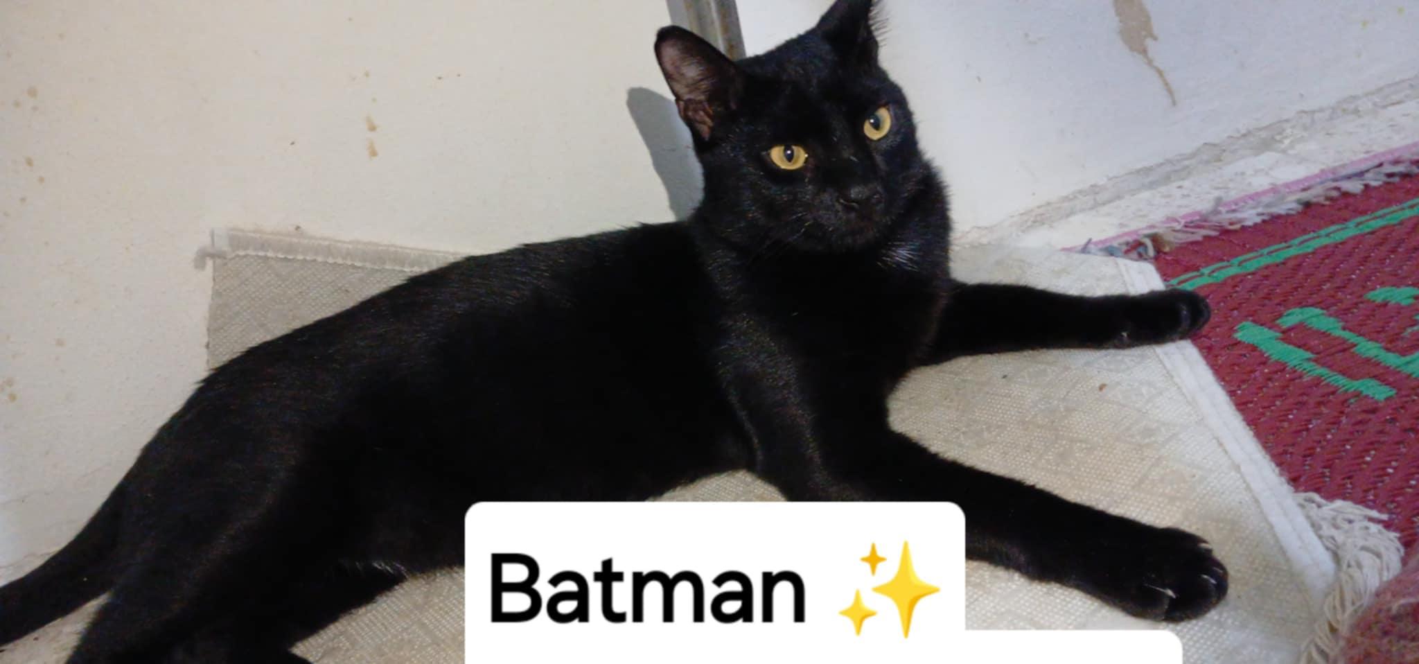 Enlarge Batman, a Adoptable Domestic Short Hair in Brampton, ON image 4/6