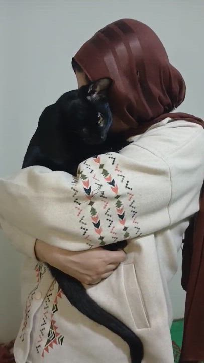 Enlarge Batman, a Adoptable Domestic Short Hair in Brampton, ON video 6/6