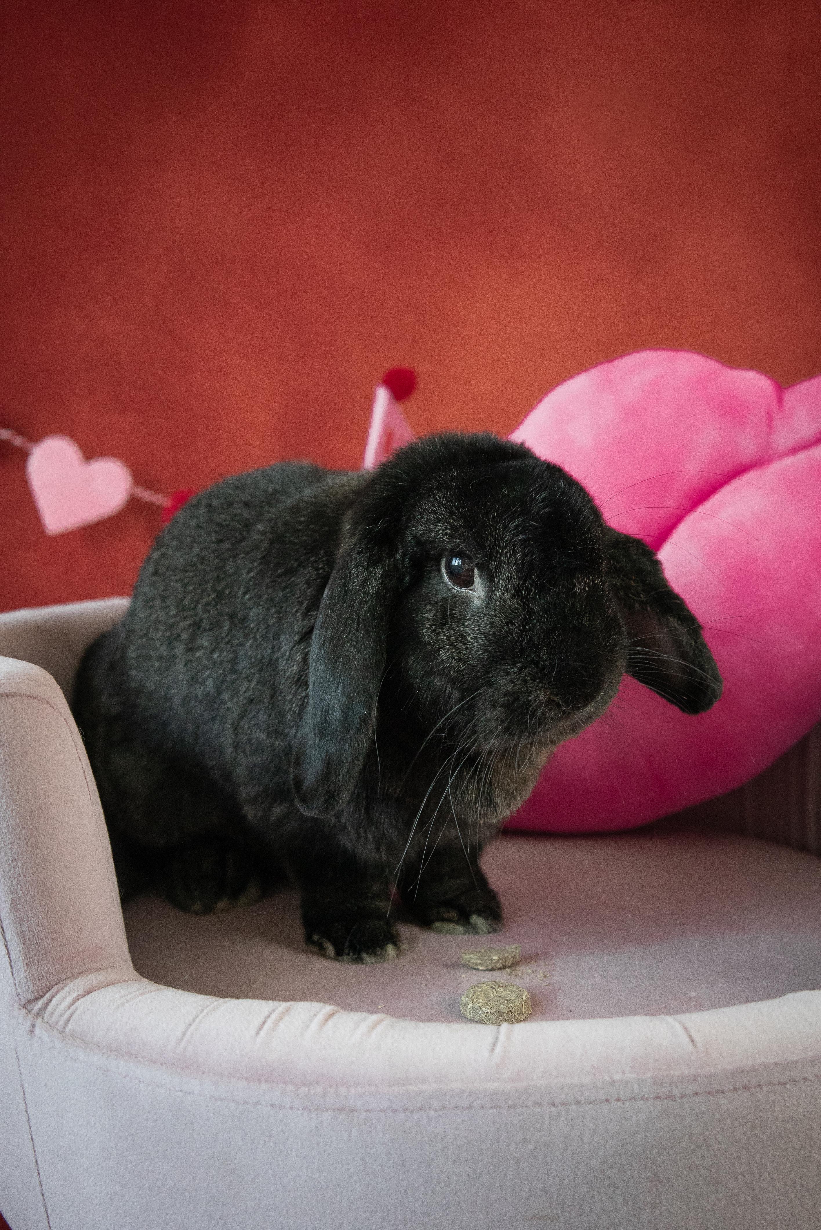 Salem, Adopted, Adult Male American.