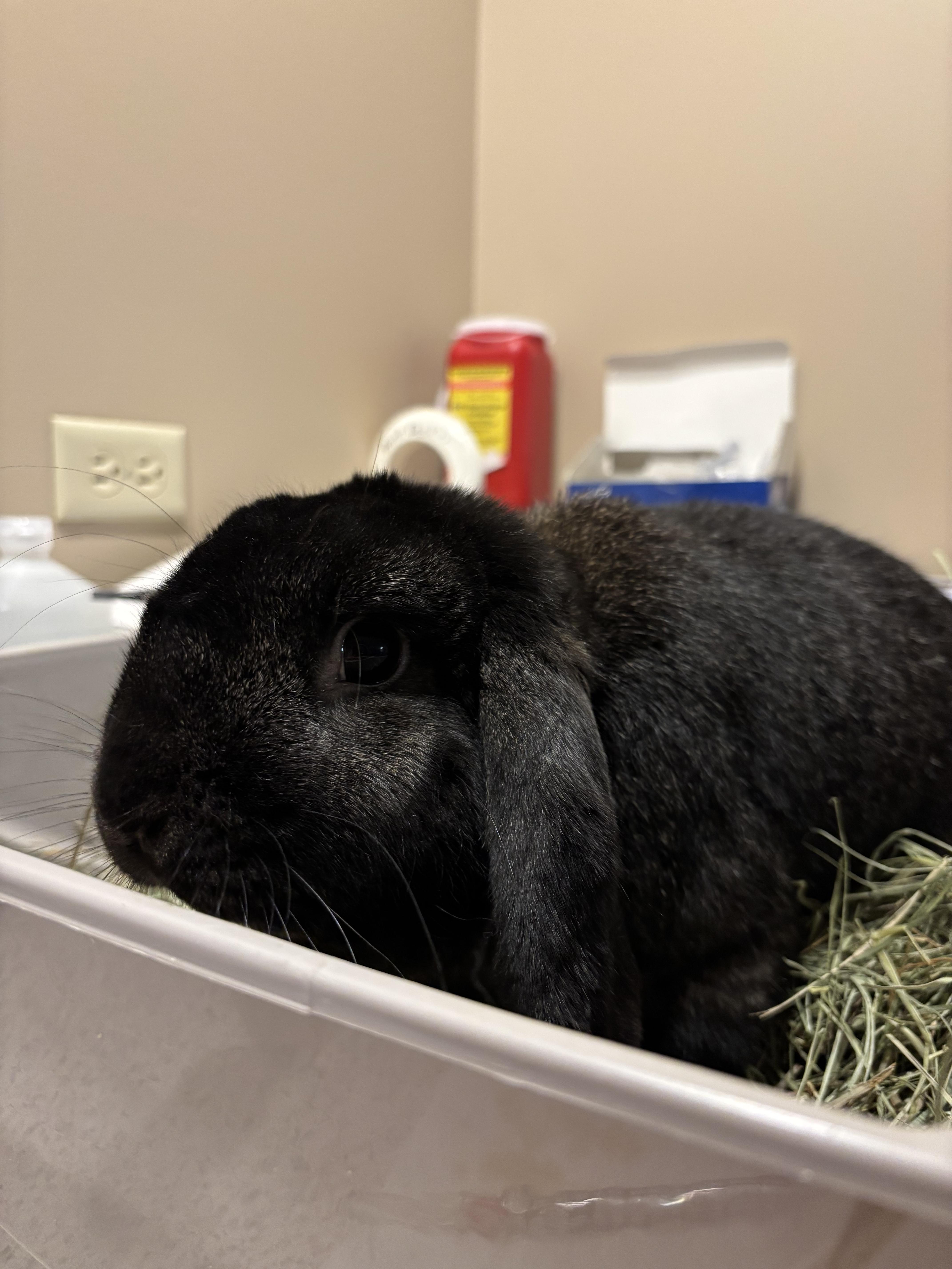 Enlarge Salem, a Adopted American in Willowbrook, IL image 2/4