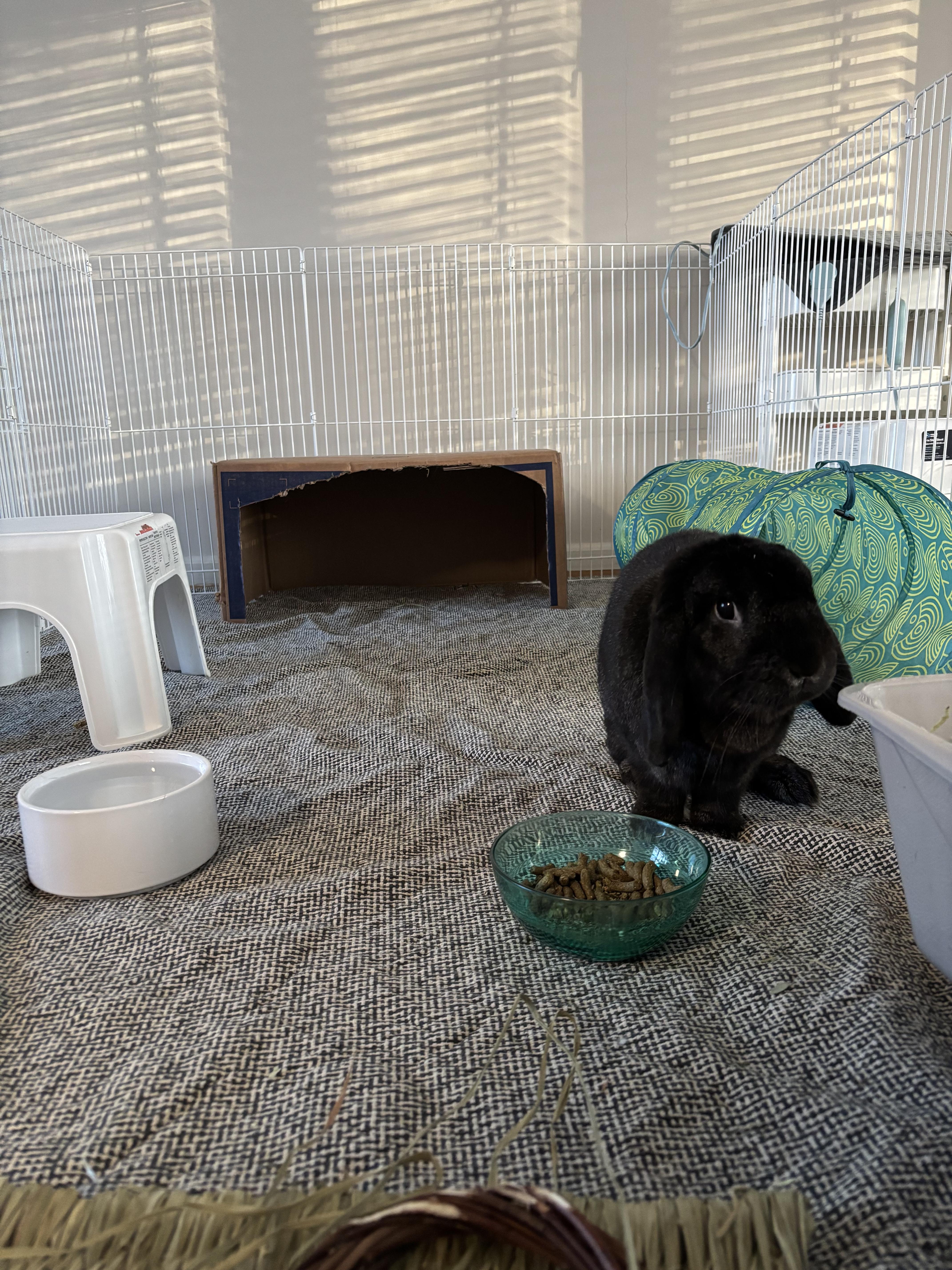 Enlarge Salem, a Adopted American in Willowbrook, IL image 3/4