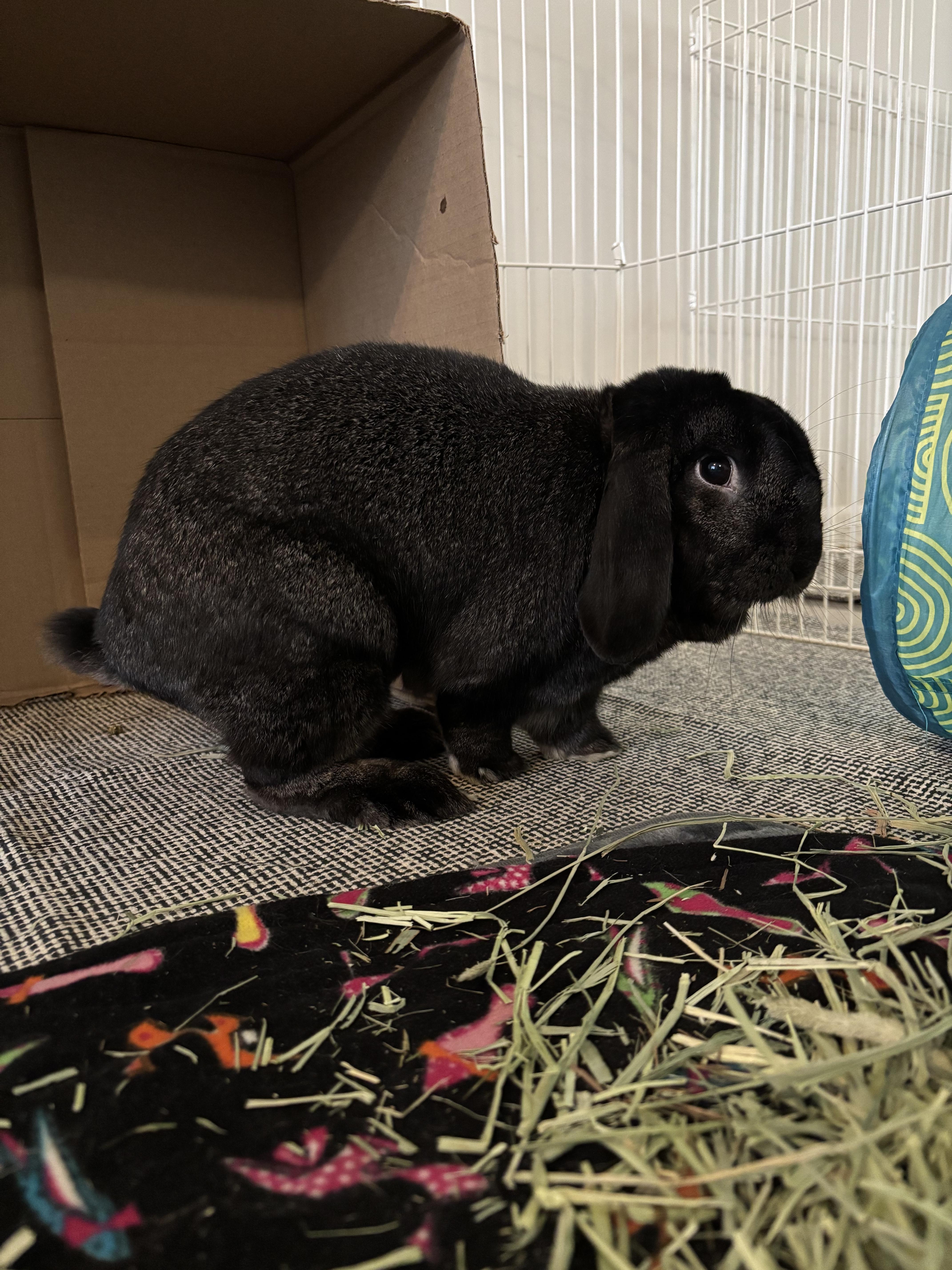 Enlarge Salem, a Adopted American in Willowbrook, IL image 4/4