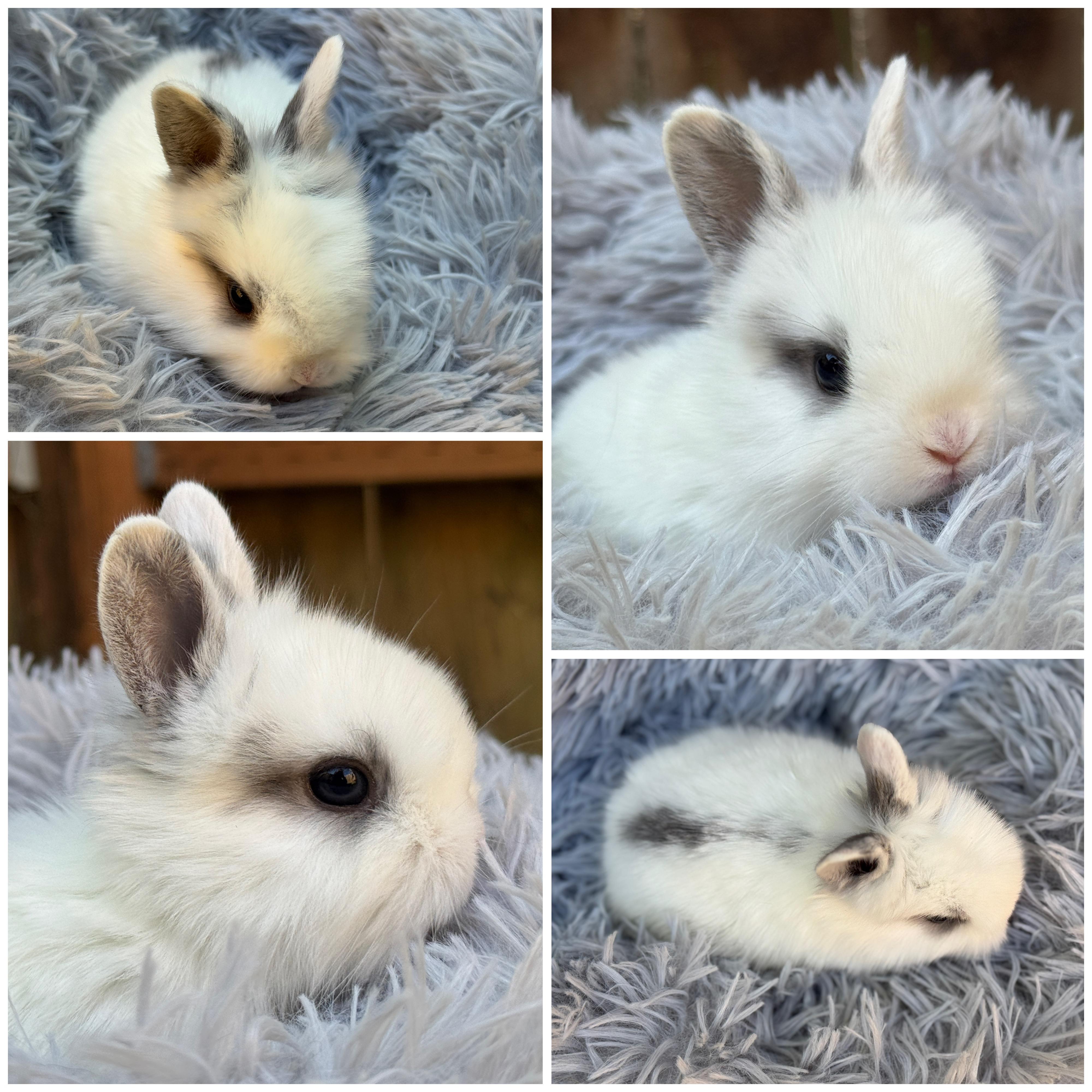 Bond *boy, a Adoptable mixed breed in Harrisburg, OR image 2/3