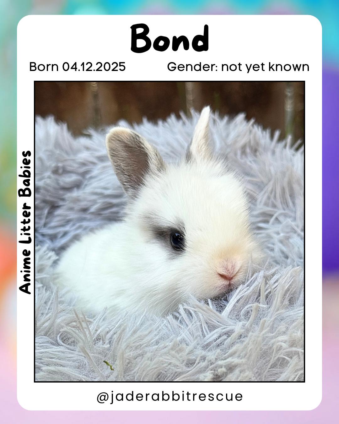 Bond *boy, a Adoptable mixed breed in Harrisburg, OR image 3/3