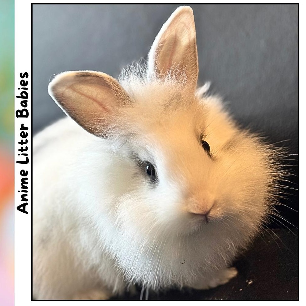 Bond *boy, Adoptable, Baby Male Lionhead & English Spot.