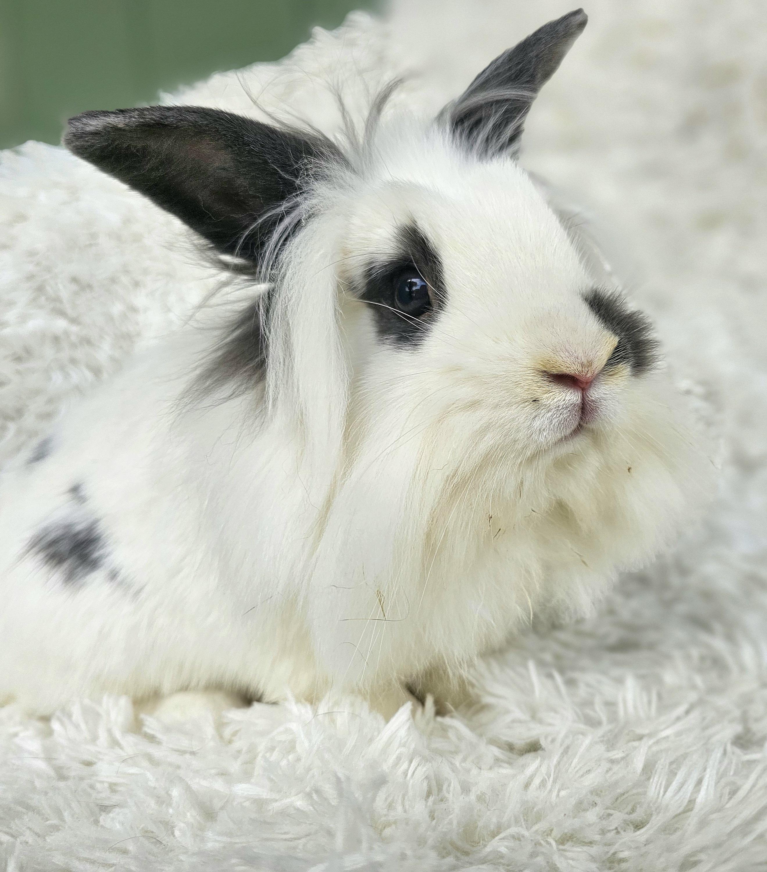Bond, Adoptable, Young Male Lionhead & Lop Eared.