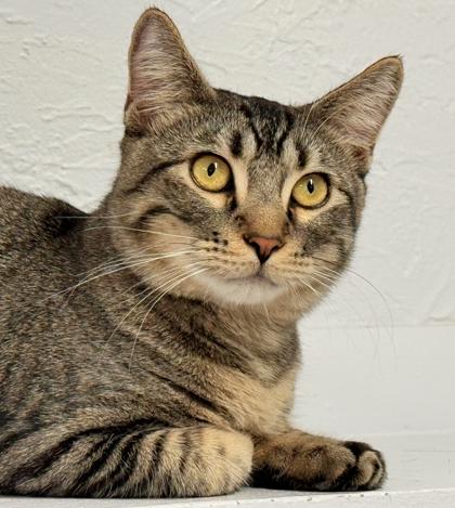 Mufasa, Adoptable, Adult Male Domestic Short Hair & Domestic Short Hair.