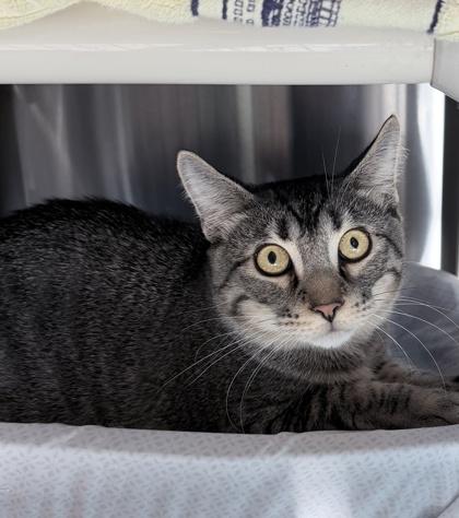 Enlarge Mufasa, a Adoptable mixed breed in Venice, FL image 1/2