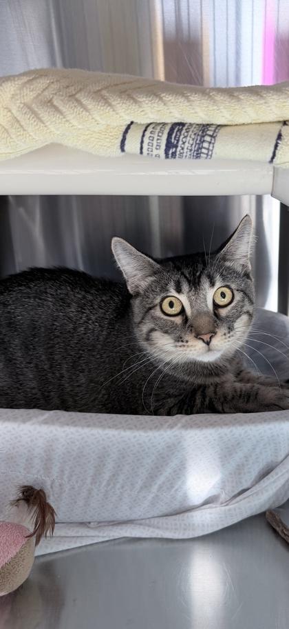 Enlarge Mufasa, a Adoptable mixed breed in Venice, FL image 2/2